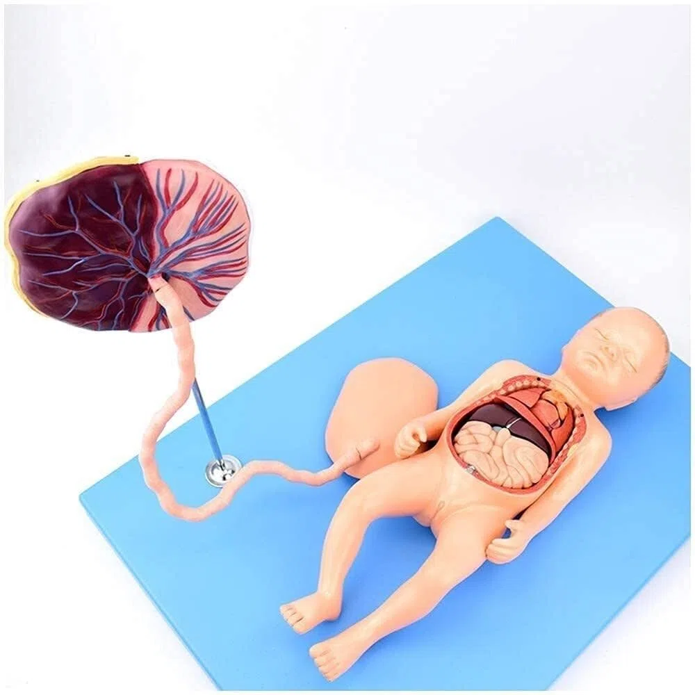 Modelo anatómico de órganos neonatales. Modelo anatómico for el Cuidado fetal. Placenta y cordón Umbilical del bebé. Material didáctico.