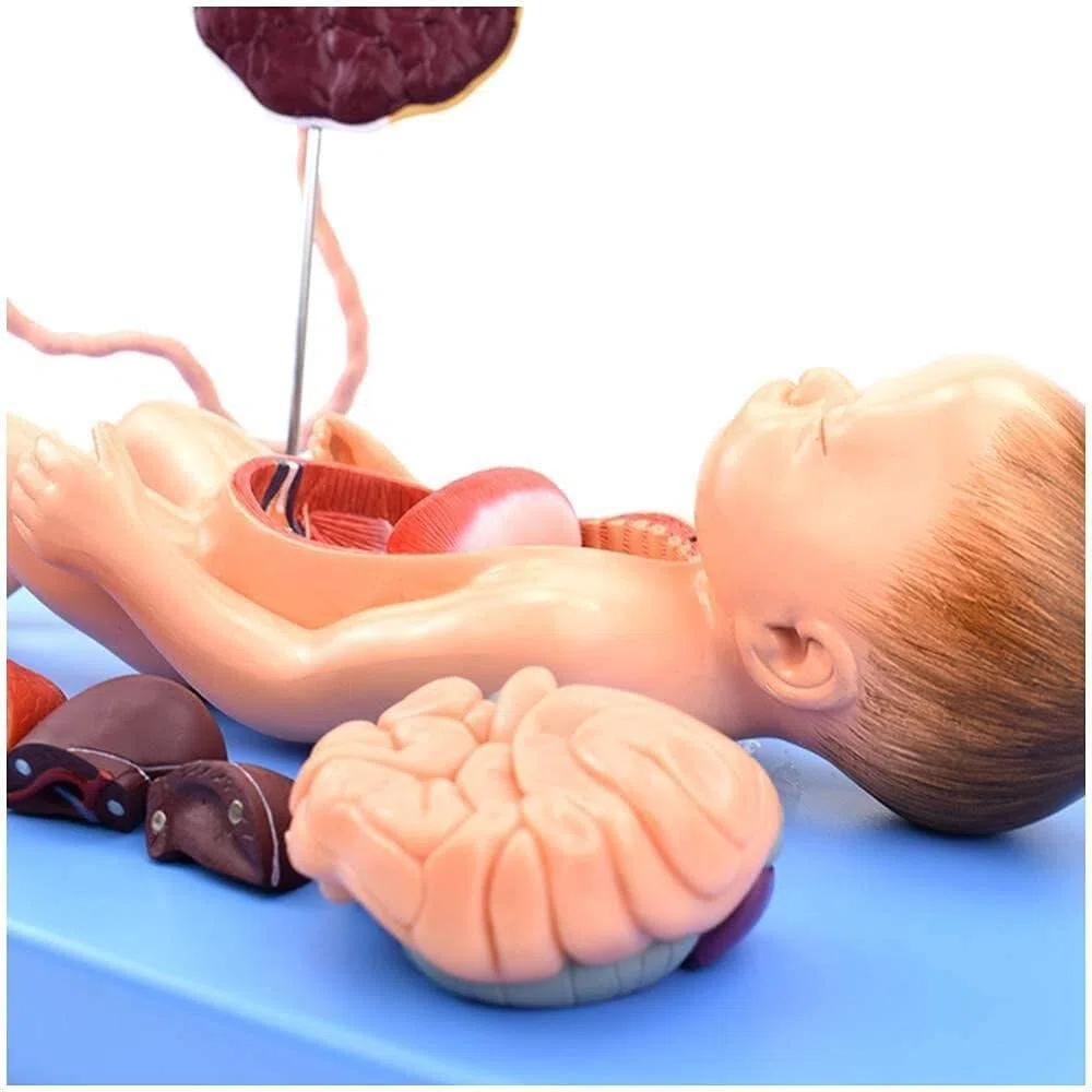 Modelo anatómico de órganos neonatales. Modelo anatómico for el Cuidado fetal. Placenta y cordón Umbilical del bebé. Material didáctico.