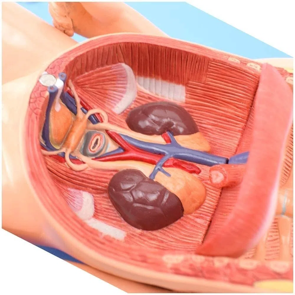 Modelo anatómico de órganos neonatales. Modelo anatómico for el Cuidado fetal. Placenta y cordón Umbilical del bebé. Material didáctico.