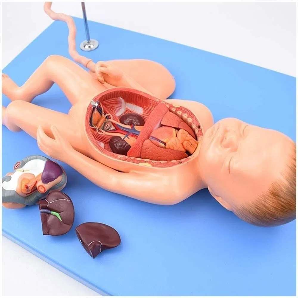 Modelo anatómico de órganos neonatales. Modelo anatómico for el Cuidado fetal. Placenta y cordón Umbilical del bebé. Material didáctico.
